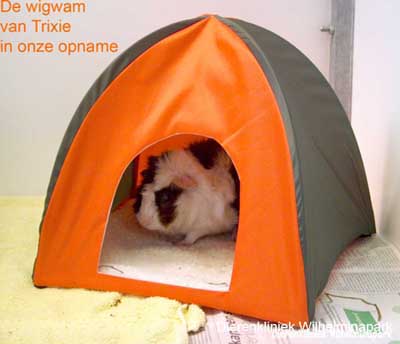Een cavia moet zich ergens onder kunnen verstoppen, in onze opname gebruiken we de cavia wigwam van Trixie